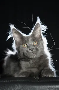 Котенок мейн-кун