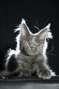 Котенок мейн-кун