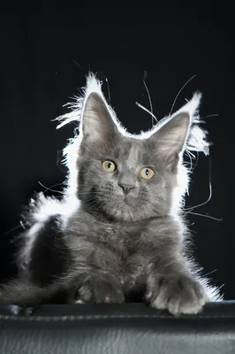 Котенок мейн-кун
