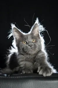 Котенок мейн-кун