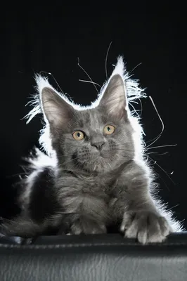 Котенок мейн-кун