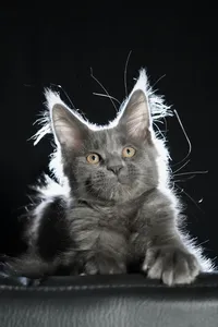 Котенок мейн-кун