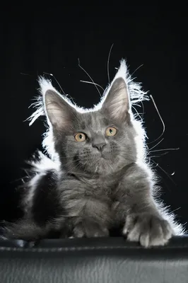 Котенок мейн-кун