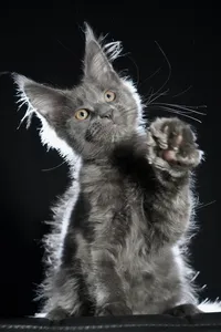 Котенок мейн-кун