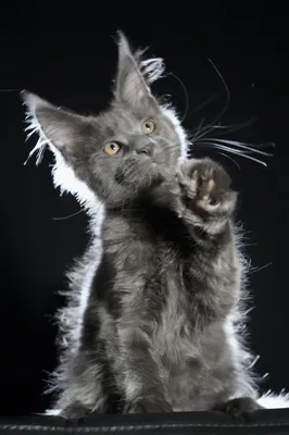 Котенок мейн-кун
