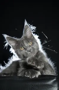 Котенок мейн-кун