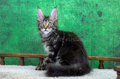 Winston — Maine Coon kitten, Black classic Tabby (Brown) MCO n 22