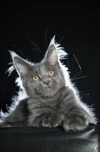 Котенок мейн-кун