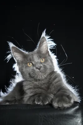 Котенок мейн-кун