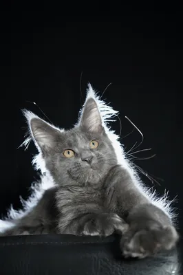Котенок мейн-кун
