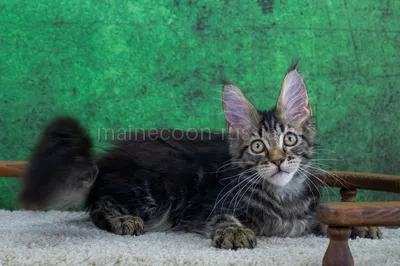 Winston — Maine Coon kitten, Black classic Tabby (Brown) MCO n 22