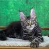 Winston - photo 4