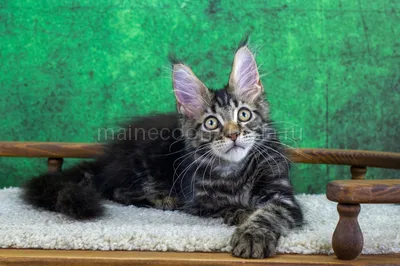 Winston — Maine Coon kitten, Black classic Tabby (Brown) MCO n 22