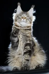 Maine Coon kitten