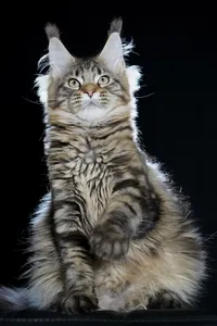 Maine Coon kitten