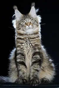 Maine Coon kitten