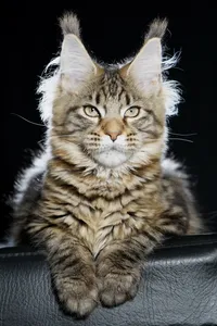 Maine Coon kitten