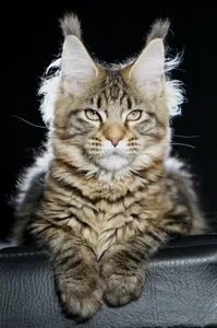 Maine Coon kitten