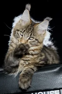 Maine Coon kitten