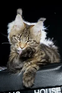 Maine Coon kitten