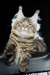 Maine Coon kitten