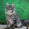 Kazimir - photo 1