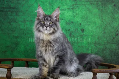 Kazimir — Maine Coon kitten, Blue classic Tabby MCO a 22
