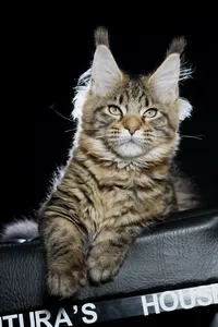 Maine Coon kitten