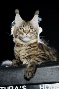 Maine Coon kitten