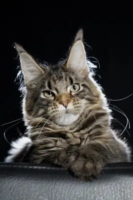 Котенок мейн-кун