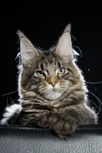 Maine Coon kitten