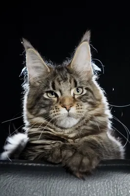 Котенок мейн-кун