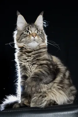 Котенок мейн-кун