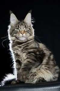 Maine Coon kitten