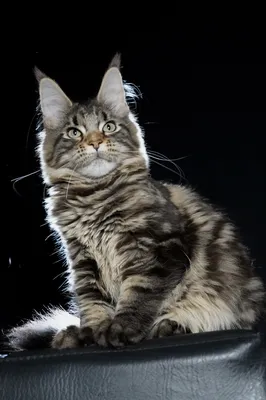 Котенок мейн-кун