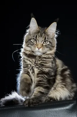 Котенок мейн-кун