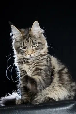 Котенок мейн-кун