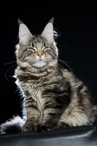 Maine Coon kitten
