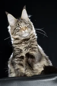 Maine Coon kitten