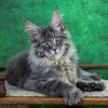 Kazimir - photo 2