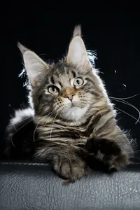 Maine Coon kitten
