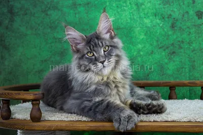 Kazimir — Maine Coon kitten, Blue classic Tabby MCO a 22