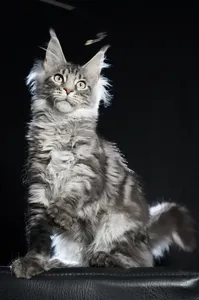 Котенок мейн-кун