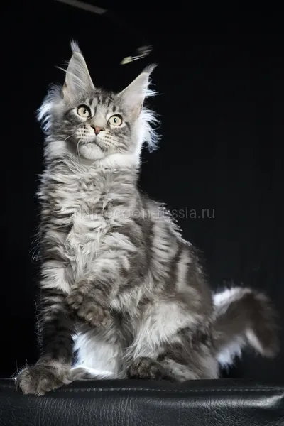 Котенок мейн-кун