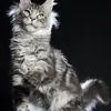 Alduin - photo 9