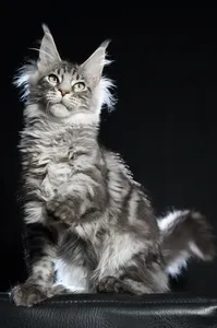 Котенок мейн-кун