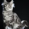 Alduin - photo 10