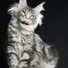 Alduin - photo 6