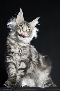 Котенок мейн-кун