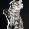 Alduin - photo 7